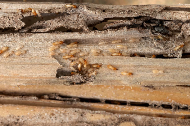 Best Exterminator Services  in Silver Lake, KS